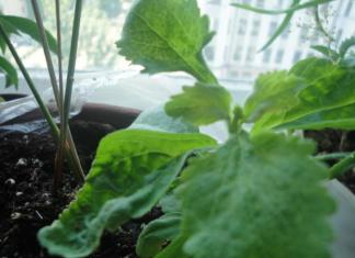 Стевия: выращивание и уход в домашних условиях из семян