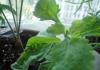 Стевия: выращивание и уход в домашних условиях из семян